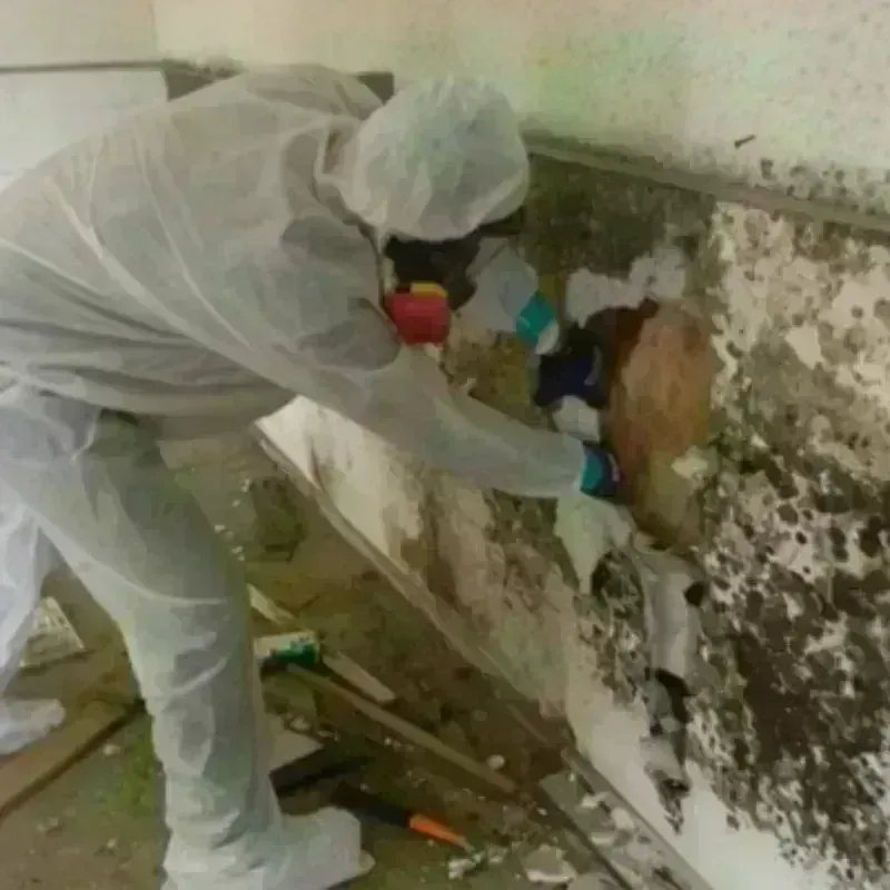 Mold Remediation and Removal in Mora, NM